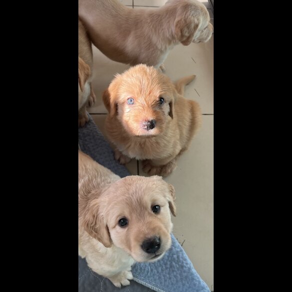 Goldendoodle - Both