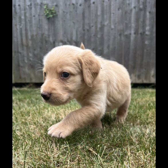 Goldendoodle - Both