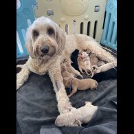Goldendoodle - Both