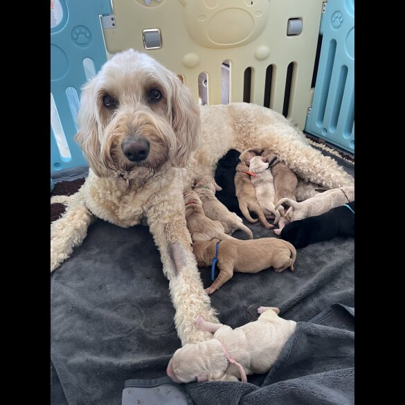 Goldendoodle - Both