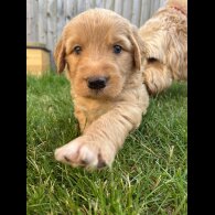 Goldendoodle - Both