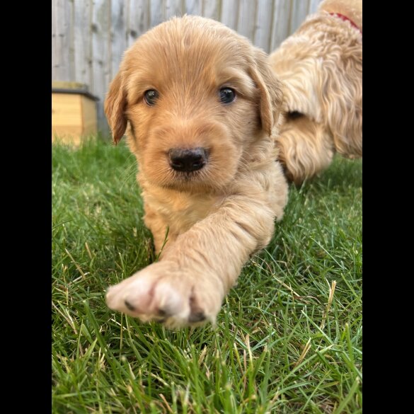 Goldendoodle - Both