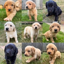 Goldendoodle - Both