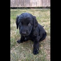 Goldendoodle - Both