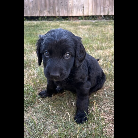 Goldendoodle - Both