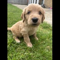 Goldendoodle - Both