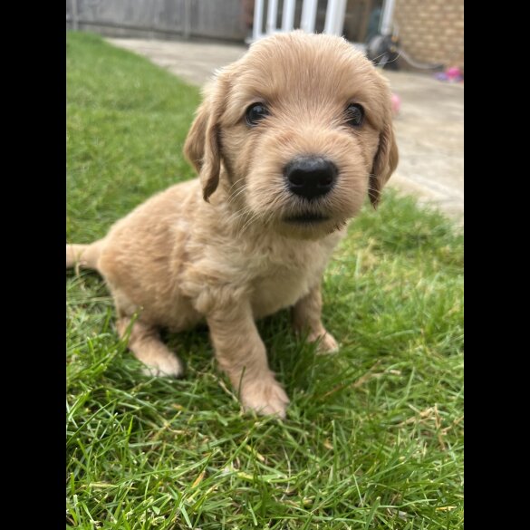 Goldendoodle - Both