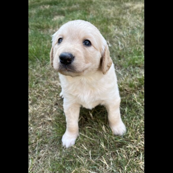 Goldendoodle - Both