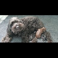 Labradoodle - Both