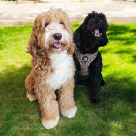 Labradoodle - Both