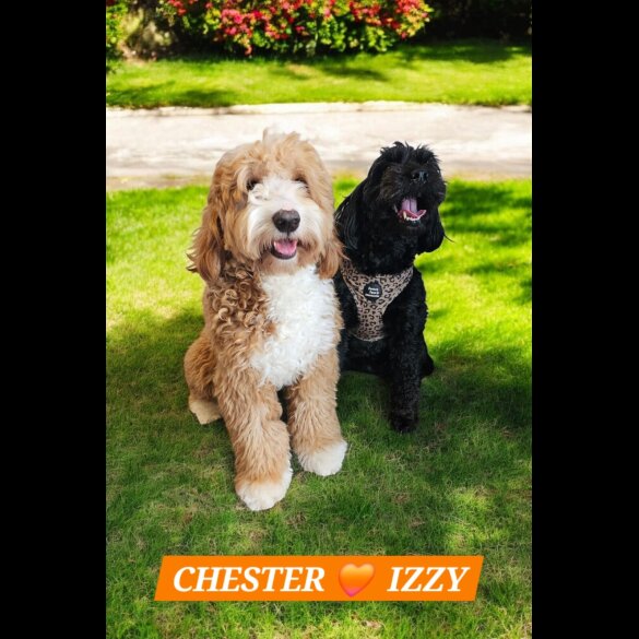 Labradoodle - Both