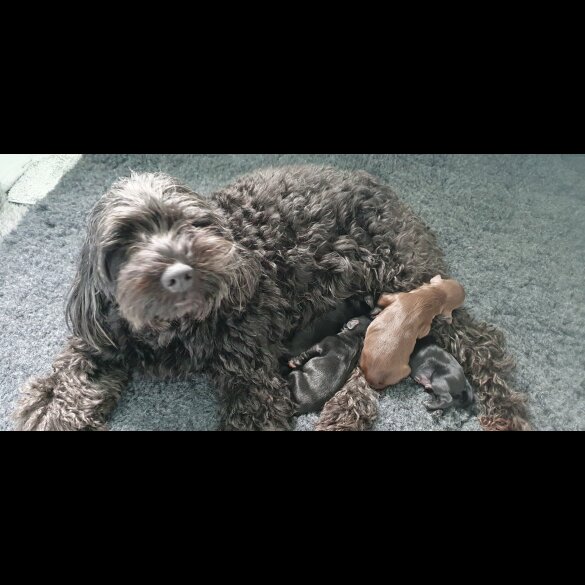 Labradoodle - Both