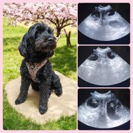 Labradoodle - Both
