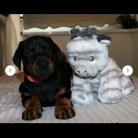 Doberman - Both