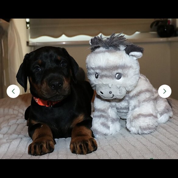 Doberman - Both