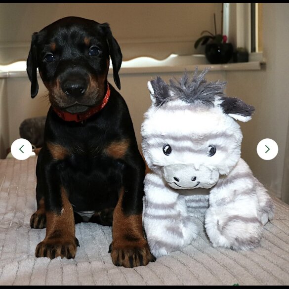 Doberman - Both