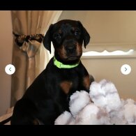 Doberman - Both