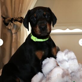 Doberman - Both