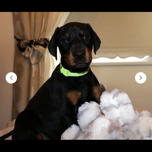 Doberman - Both