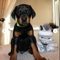 Doberman - Both