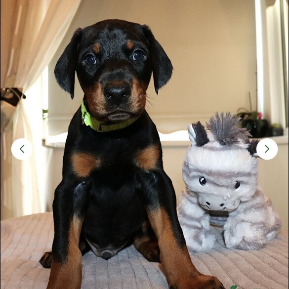Doberman - Both