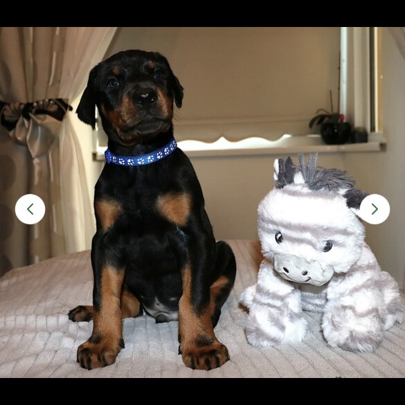 Doberman - Both