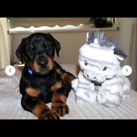 Doberman - Both