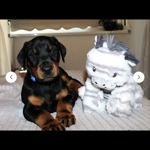 Doberman - Both