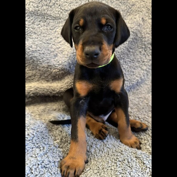 Doberman - Both