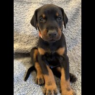 Doberman - Both