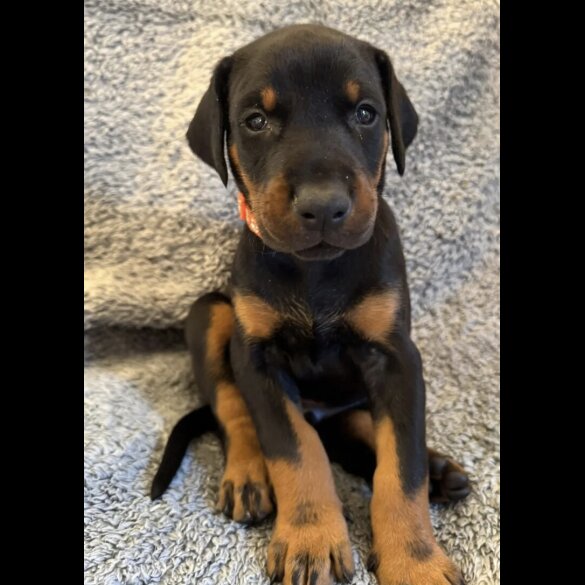 Doberman - Both