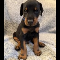 Doberman - Both