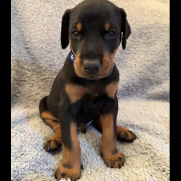 Doberman - Both