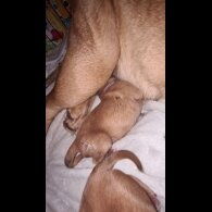 Dogue De Bordeaux - Both