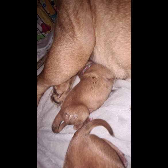 Dogue De Bordeaux - Both