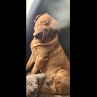 Dogue De Bordeaux - Both