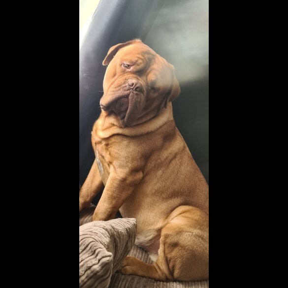 Dogue De Bordeaux - Both