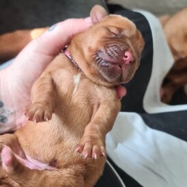 Dogue De Bordeaux - Both