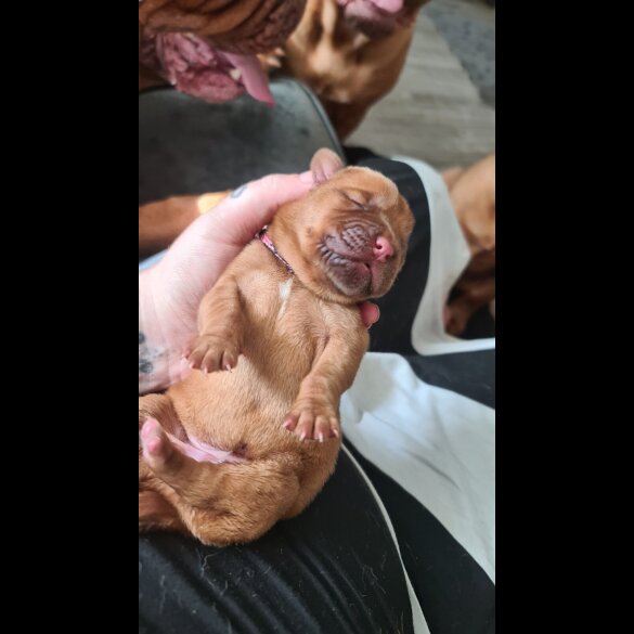 Dogue De Bordeaux - Both