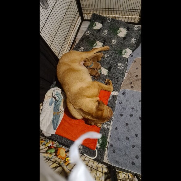 Dogue De Bordeaux - Both