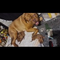 Dogue De Bordeaux - Both