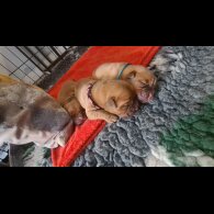 Dogue De Bordeaux - Both