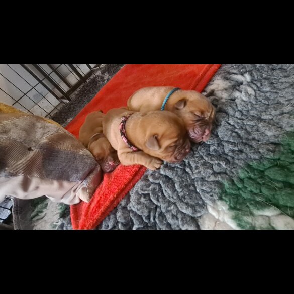 Dogue De Bordeaux - Both