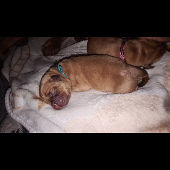 Dogue De Bordeaux - Both