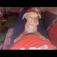 Dogue De Bordeaux - Both