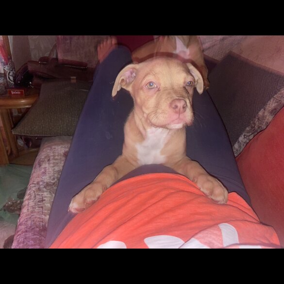 Dogue De Bordeaux - Both