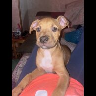 Dogue De Bordeaux - Both