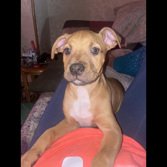 Dogue De Bordeaux - Both