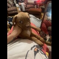 Dogue De Bordeaux - Both