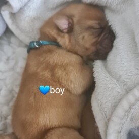 Dogue De Bordeaux - Both